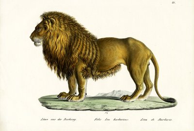 Barbary Lion, 1824 by Karl Joseph Brodtmann